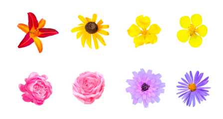 Set of 8 Colorful Flower Blossoms Isolated on Transparent Background. Collection of Various Floral Cut-Outs: Day Lily, False Sunflower, Rose, Daisy, Aster