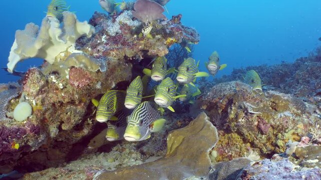 Coral reef underwater. Flock of small beautiful reef fishes at the bottom of the sea.