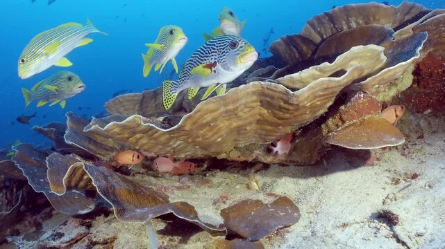 Coral reef underwater. Flock of small beautiful reef fishes at the bottom of the sea.