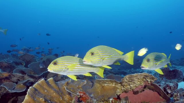 Coral reef underwater. Flock of small beautiful reef fishes at the bottom of the sea.