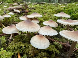 mushroom in the forest