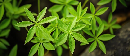 Obraz premium Vibrant Green Leaves