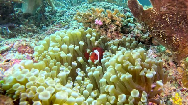 Little tropical clown fish hiding in anemones. Anemone fish close-up.