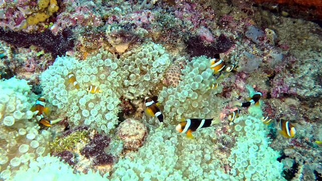 Little tropical clown fish hiding in anemones. Anemone fish close-up.