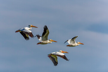 Flock of American White Pelicans (Pelecanus erythrorhynchos) in flight