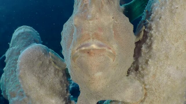  Underwater seascape with Giant Frogfish (Antennarius commerson) hiding on coral