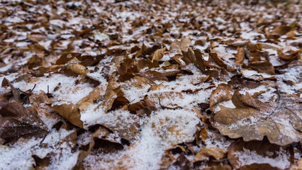 Nahaufnahme von braunem Laub mit Schnee und Eis im Winter