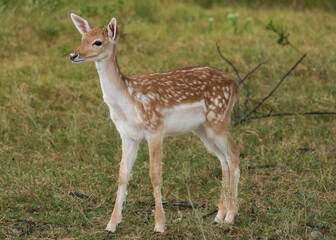 Deers, Antlers and wild antelopes in the forest