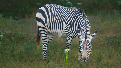 Zebras grazing the green meadows