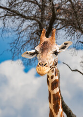 Cute and adorable Giraffees in the forest