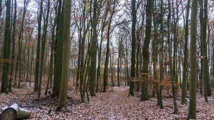 winterlicher Wald mit vielen Baeumen in winterlicher und verschneiter Landschaft
