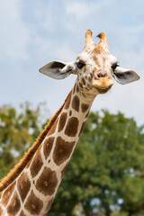 Cute and adorable Giraffees in the forest