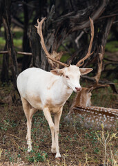 Deers, Antlers and wild antelopes in the forest