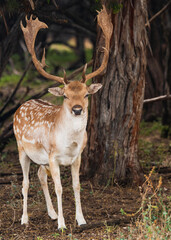 Deers, Antlers and wild antelopes in the forest