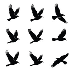 Fototapeta premium Silhouettes of birds in flight set against a stark white background exhibit graceful movement and artistic expression in various natural poses.