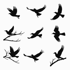 Silhouettes of birds in various poses against a simple white background, showcasing elegance and grace in flight and perched on branches.