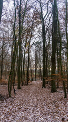 winterlicher Wald mit vielen Baeumen in winterlicher und verschneiter Landschaft
