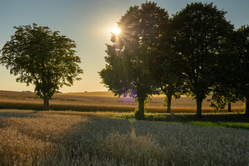 Tree lined country road