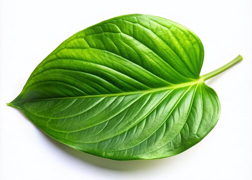 Natural Green Trevol Leaf Isolated on White Background for Fresh and Organic Design Elements