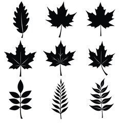 Collection of black silhouette leaves on a white background featuring various shapes and types, including maple and fern-like designs.