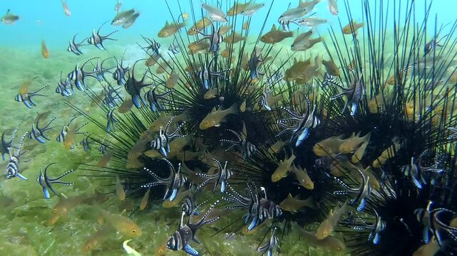 Coral reef underwater. Flock of small beautiful reef fishes at the bottom of the sea.