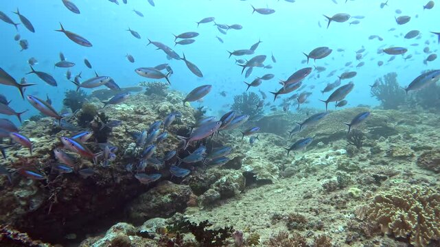 Coral reef underwater. Flock of small beautiful reef fishes at the bottom of the sea.