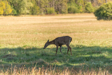 White-tailed Doe Deer Feeding In An Urban Field In Fall In Wisconsin