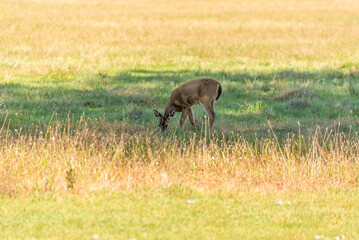 White-tailed Deer Fawn Feeding In An Urban FIeld In Wisconsin In Fall