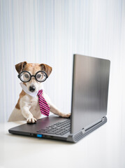 Smart dog sits at desk using laptop wearing round nerd glasses with striped pink tie looking at camera. manager, freelancer or programmer coding. Vertical composition. Light background