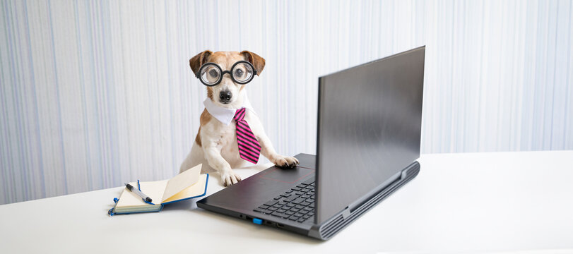 Busy dog sits at desk using laptop wearing round nerd glasses with striped pink tie looking at camera. manager, freelancer or programmer coding. Horizontal composition. Light background