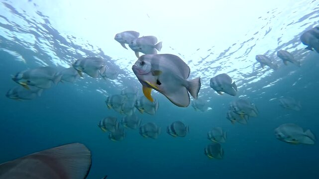 Coral reef underwater. Flock of small beautiful reef fishes at the bottom of the sea.