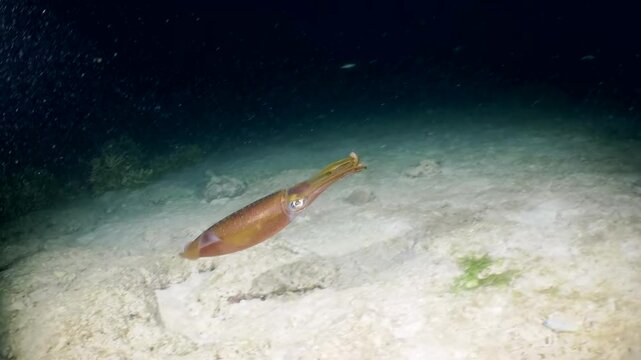 Coral reef underwater. Flock of small beautiful reef fishes at the bottom of the sea.