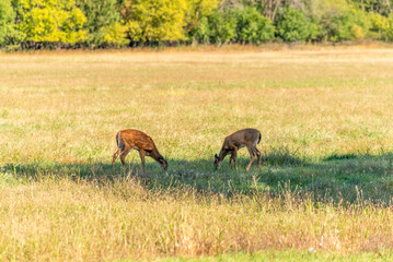 White-tailed Deer Twin Fawns Feeding In An Urban Field In Wisconsin In Fall
