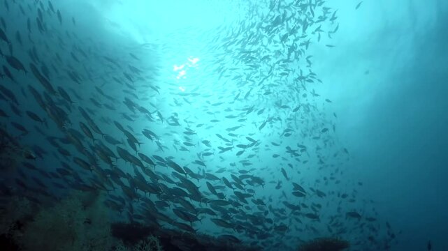Coral reef underwater. Flock of small beautiful reef fishes at the bottom of the sea.