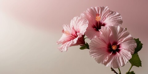 Fototapeta premium Pink Hibiscus Flowers on Pink Background.
