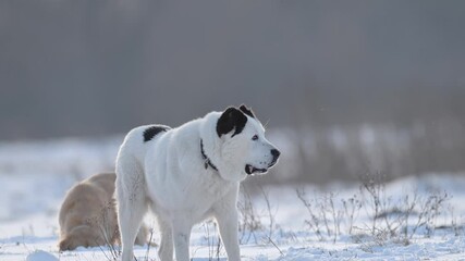 Central Asian Shepherd Dog walks in the snow in winter. 4k footage.