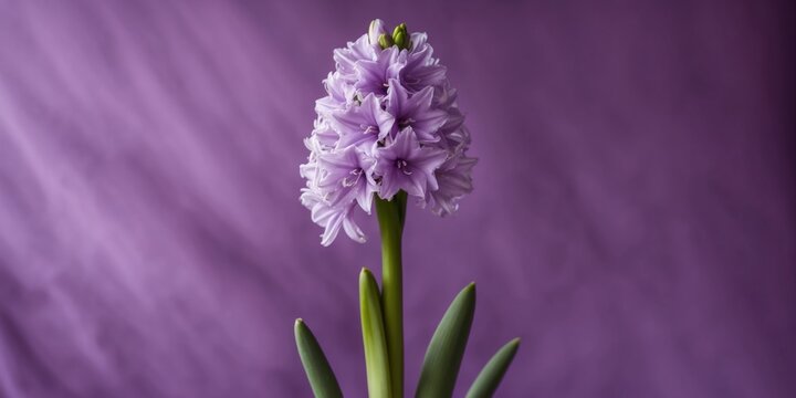 Purple Hyacinth Flowers on Purple Background.