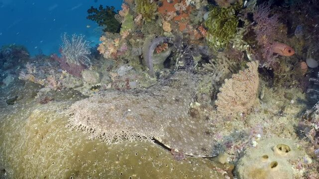  Underwater coral reef with colorful tropical fish and Carpet shark - Wobbegong (Orectolobidae). Beautiful living coral gardens and lots of fish swim and feed in the clear transparent blue sea.