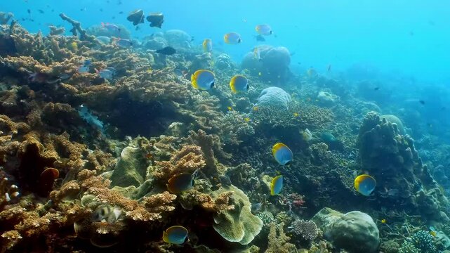 Coral reef underwater. Flock of small beautiful reef fishes at the bottom of the sea.