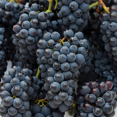 Fresh Black Grapes Deep Purple, Juicy, and Naturally Delicious