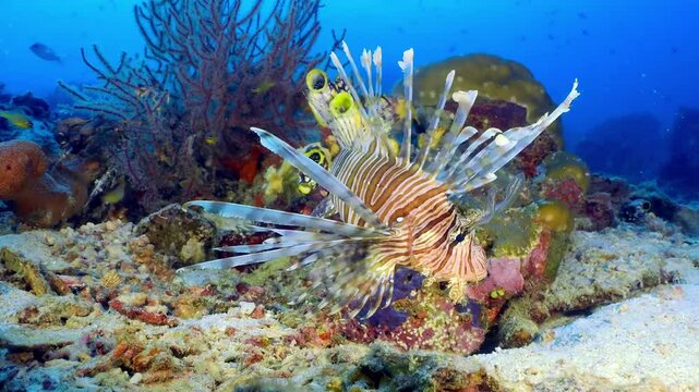 Tropical fish underwater Lionfish (Pseudobiceros cf. dimidiatus) down at seabed. 