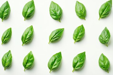 A flat lay of fresh green basil leaves arranged neatly on a white background.