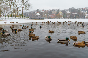 A flock of ducks on the ice. Frozen lake and birds in winter