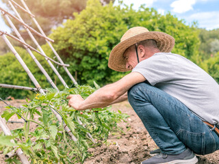 Gardener Tending Plants in Sunny Garden