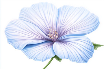 blue chrysanthemum flower