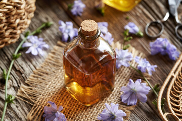 Chicory or succory herbal tincture with fresh flowers