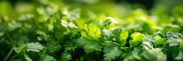 fresh cilantro 