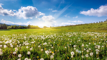 Field of dandelions with sun rays under a clear sky