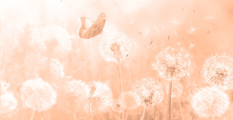 Beautiful butterfly and delicate fluffy dandelions, toned in peach fuzz color