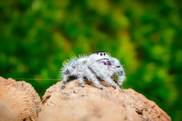 Phidippus regius Bahamas white Bahamas jumping spider family Salticidae animal arachnid. Phidippus regius white Bahamas white and black hairy jumping web spider macro photography.